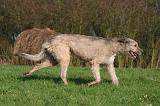 IRISH WOLFHOUND 346